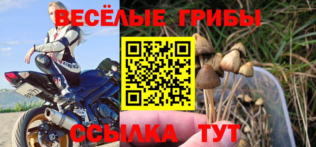 Псилоцибиновые грибы Psilocybine cubensis  Вход с VPN  Псилоцибиновые грибы мицелий  Братск 